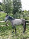 Hongre Espagnol (ONC), 3 ans, polyvalent