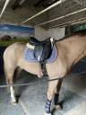 Selle thorowgood T4 