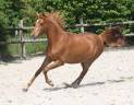 Jument pur sang arabe 7 ans 