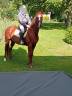 Cheval de randonnée de race trotteur français - 5 ans 