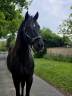Magnifique hongre