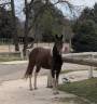 Hongre Paint Horse PP