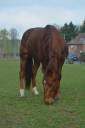 Kooster - Trotteur Français 5 ans
