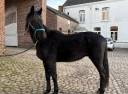 Mérou - Trotteur Français 3 ans