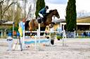 Jument Gagnante 130/135