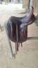 Antares Tempo dressage