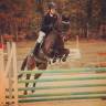 Cheval toutes disciplines