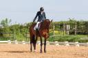 Hongre selle français 12 ans pour dressage