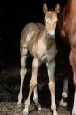 pouliche quarter horse gunner