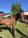 Amortisseur de dos EQUITHÈME noir