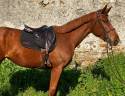 Jument SF souche exceptionnelle