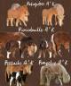 Plusieurs poulains poney mini shetland 