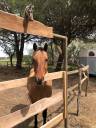 cheval quarter horse