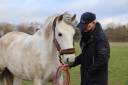 DONA, Jument  de loisirs, lusitanienne, 12 ans
