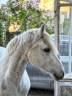 Ponette C