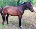 A VENDRE - Jument 7 ans par Diamant de Semilly