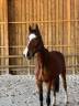Hongre, 3 ans, CSO