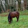 Poney OC 1m28 