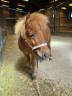a vendre poney 2 ans