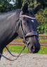Mors aiguille I-bride easy ride  flex + vert