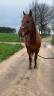 Cheval quarter horse 