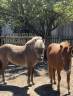 minis shetlands 