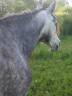 jument pure race espagnole