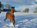 Cheval cruzado