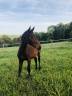 Très beau yearling sf par Jilbert van y ruytershof 