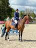 Cheval BWP à vendre 