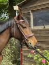 Hongre de 3 ans à vendre 