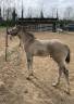 Poulain Paint Horse PP Grullo DW20