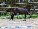 Entier (Grimsky-Cornet-Diamant X Quick Star-Le Tot