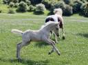 Pouliche palomino welsh part bred WPB 2025