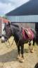 Femelle irish cob 