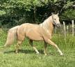 Cheval ONC