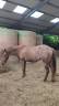 Pouliche OC père Appaloosa 100% Foundation, léopard.