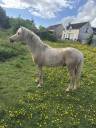 Loops - Welsh Part Bred