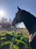 Demie pension cheval
