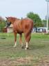 Super Quarter Horse 