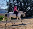 Jument 5 ans par Mylord Carthago et Armitage Boy 