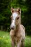 Foal Welsh Part Bred 