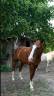 Trotteur  de 12 ans