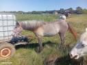 Pouliche P.P Camargue