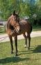 CHEVAL PS 6 ans