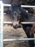poulain Dartmoor - 1 an