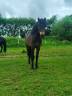 poulain Dartmoor - 1 an