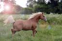 Saillie Quarter Horse palomino 