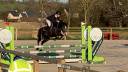 5 ans femelle pfs top concours pour location 
