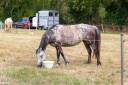 Cheval à vendre Taille 1,47. ONC